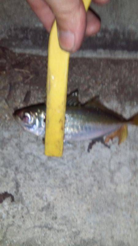 ハゼングからのアジング